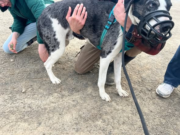 Free Nail Trims & Group Dog Training Class (1/2)