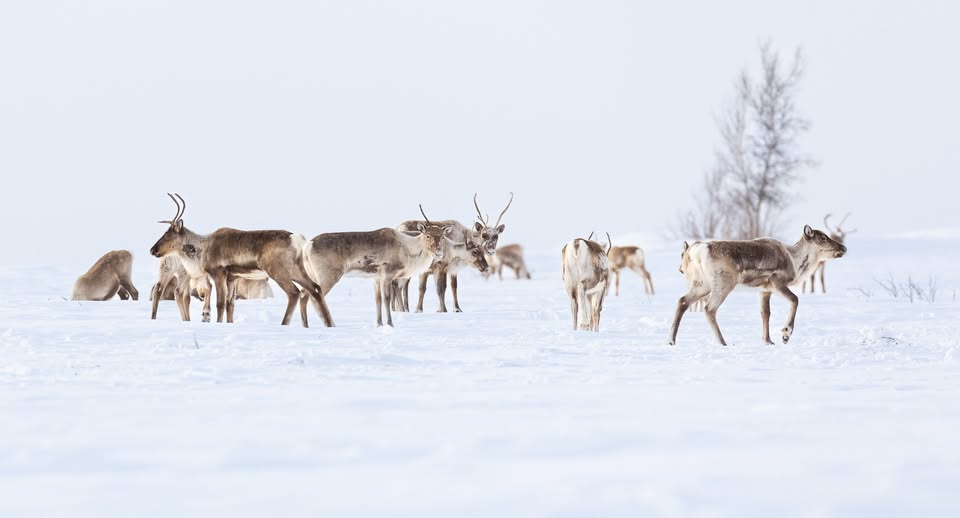 Federal Subsistence Board Meeting on Western Arctic Caribou Herd
